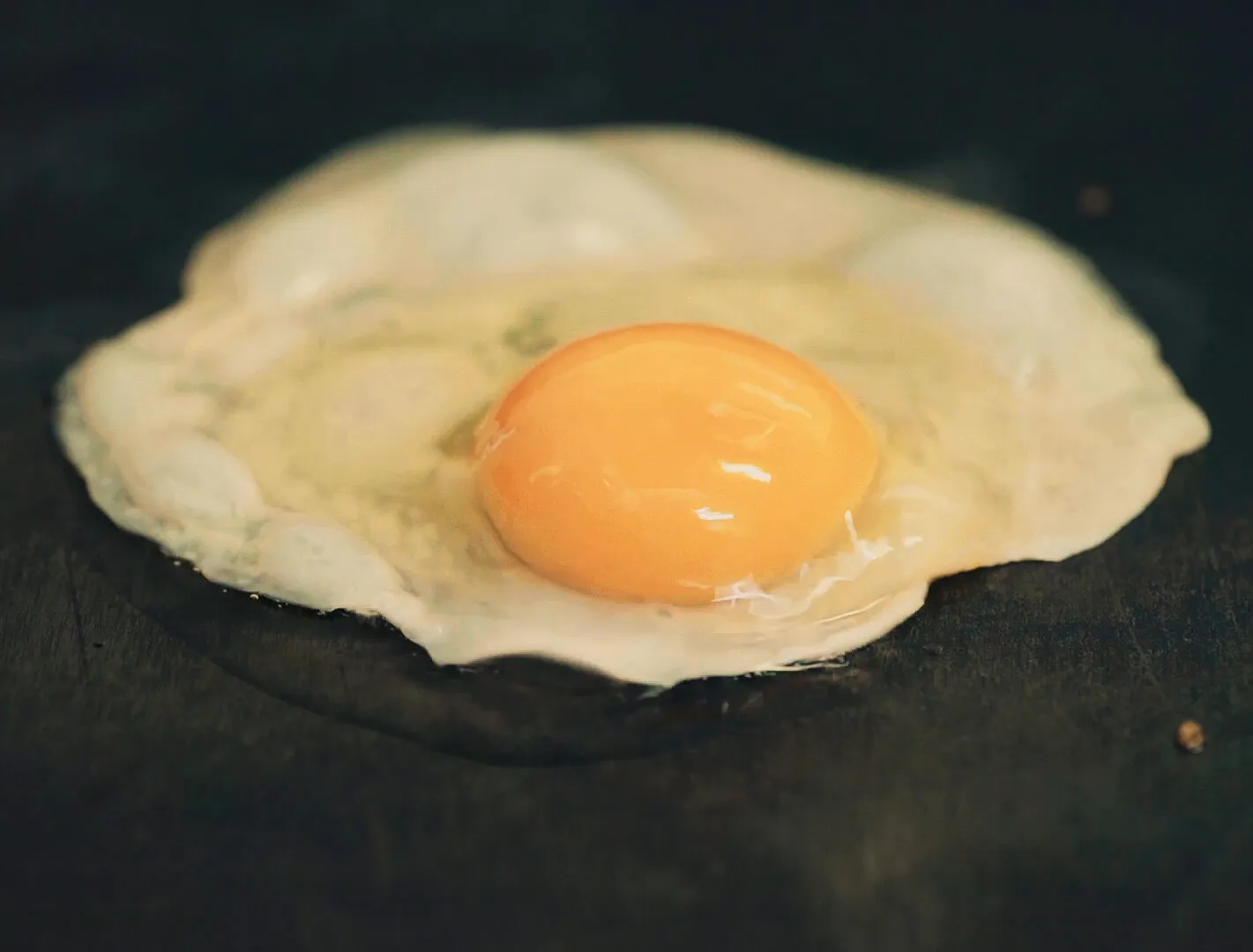 CHU CHU - DIGITAL CONTENT - NIMA NABILI RAD - image 2