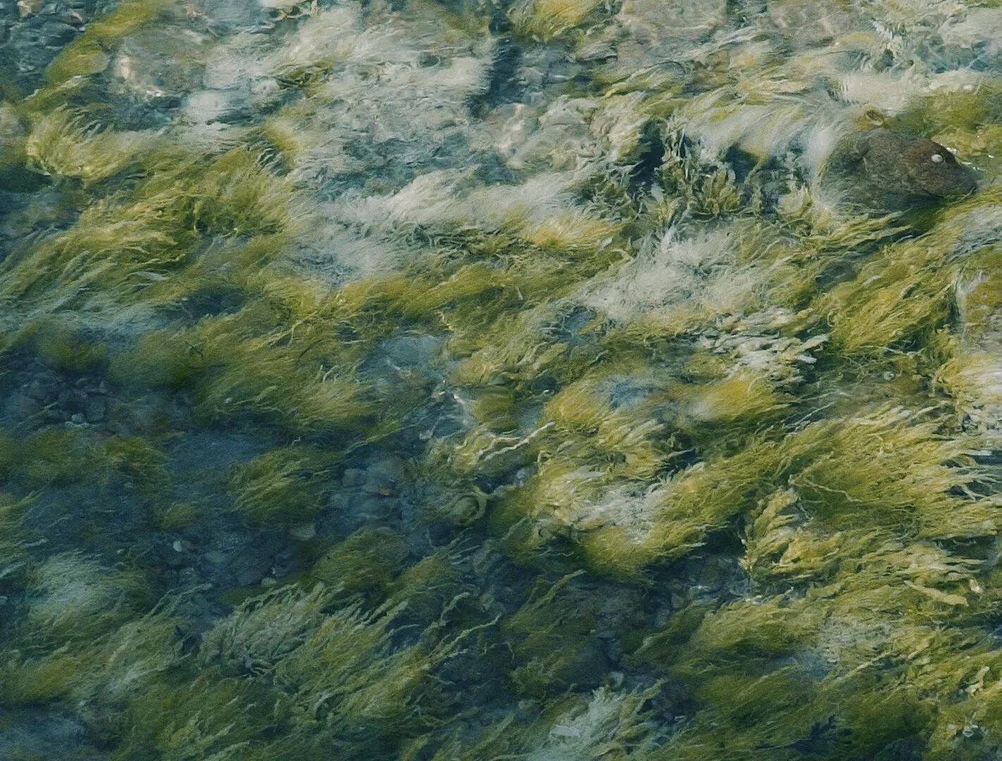 NELSON DIALECT - 2 TRAIN WITH THE 7 - NIMA NABILI RAD - image 2