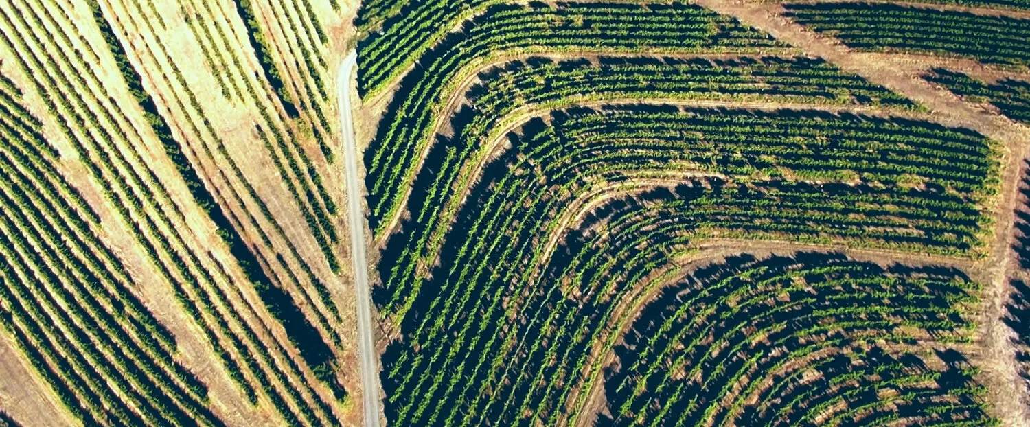 ROSEMOUNT WINERY - MV COLLECTION - NIMA NABILI RAD - image 2