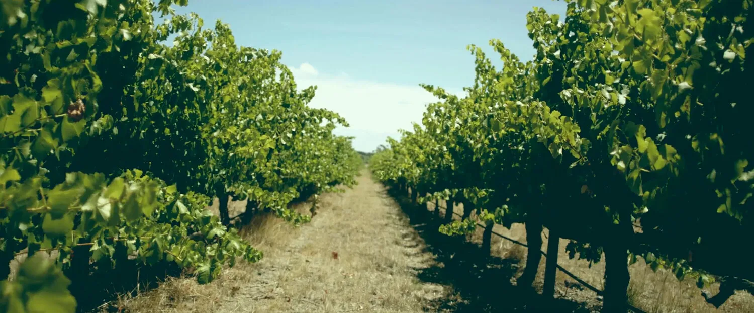 ROSEMOUNT WINERY - MV COLLECTION - NIMA NABILI RAD - image 3